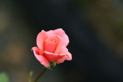 Close-up of pink rose blooming in garden