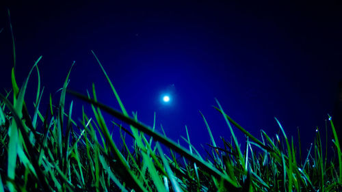 Low angle view of illuminated plants against sky at night