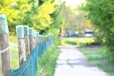 Close-up of tree trunk