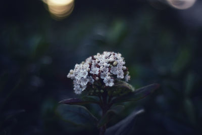 Close-up of flowering plant