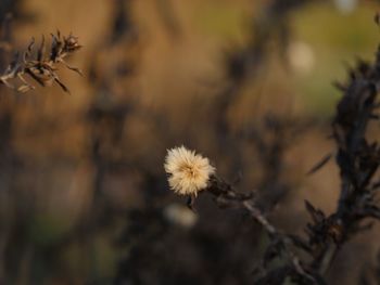 Close-up of wilted flower against blurred background