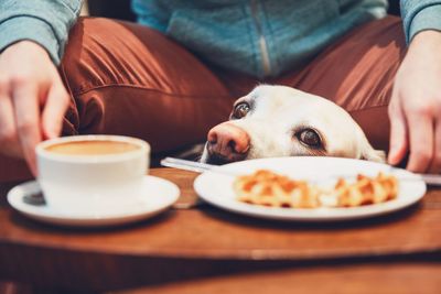 Midsection of woman with dog on table