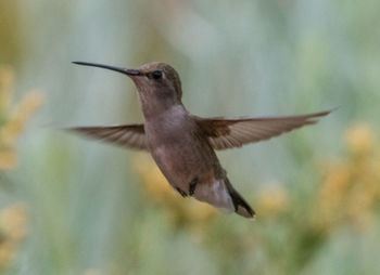 Close-up of bird flying