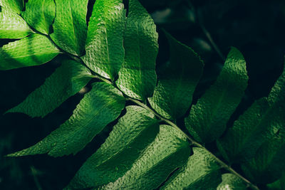 Green leaves background. abstract natural floral background. selective focus, macro. 