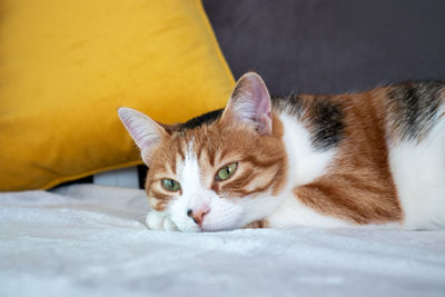 Close-up portrait of a cat lying on bed