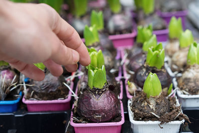 Cropped image of hand touching onion plants