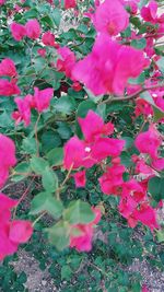 Close-up of pink bougainvillea blooming outdoors