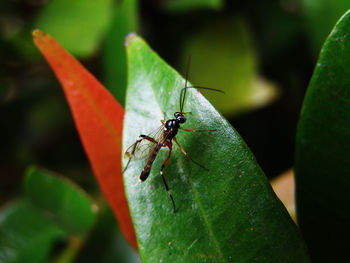 Close-up of insect on leaf