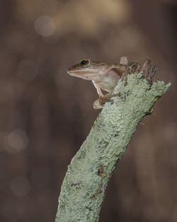 Close-up of frog on tree trunk