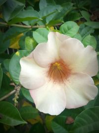 Close-up of white flower blooming outdoors