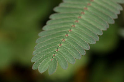 Close-up of green leaves