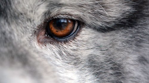 Close-up of dog eye