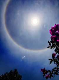 High section of trees against rainbow in sky