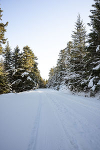 Trees on snow covered landscape