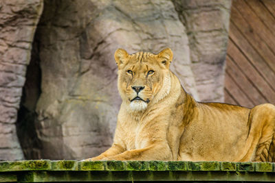 Close-up of lion