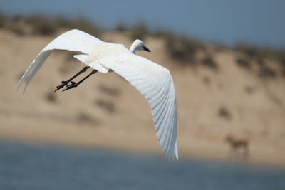 Seagull flying