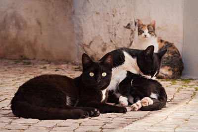 Cats sitting of footpath in city