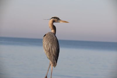 Bird perching on a sea