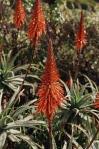 Close-up of red flower on plant during autumn