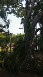 Trees growing in the dark