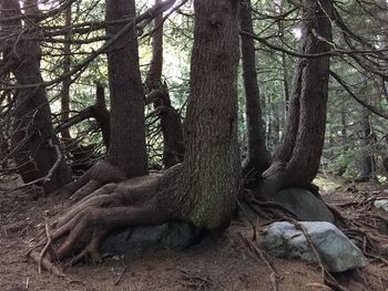 Tree trunk in forest