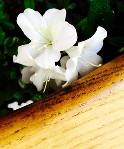 Close-up of white flower