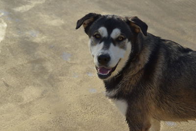 Portrait of dog standing on land