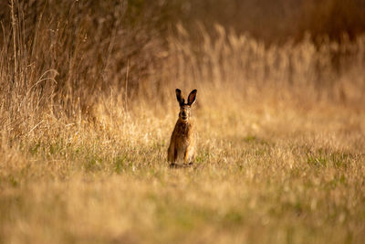 A beautiful brown hare in the spring meadow. springtime scenery with local animals.
