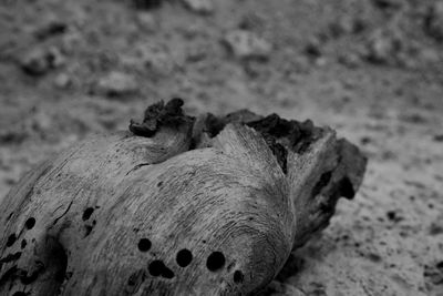 Close-up of crab on sand