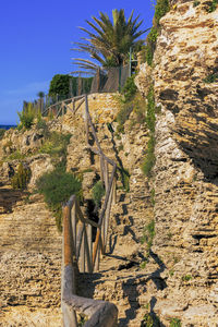 Plants growing outside building