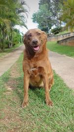 Portrait of dog sitting on grass