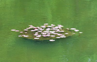 High angle view of flowers in water