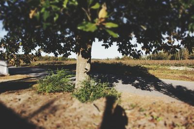 Tree by road against sky