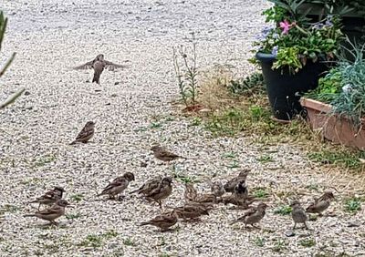 High angle view of birds on field
