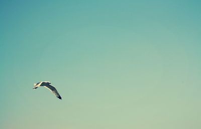 Low angle view of seagull flying against clear sky