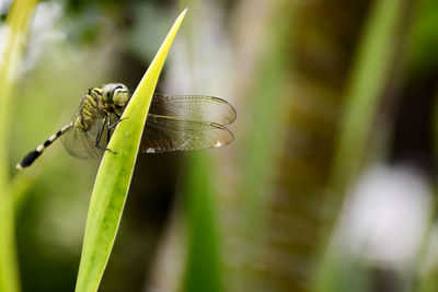 Close-up of insect on leaf