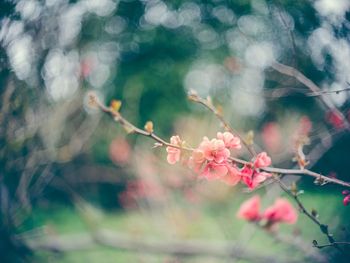 Branch with flowers. blooming spring garden. branch, green foliage, macro, soft focus, bokeh effect