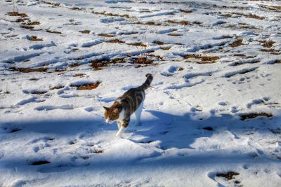 Dog in a snow