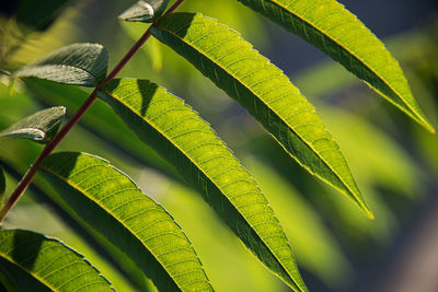 Close-up of green leaves