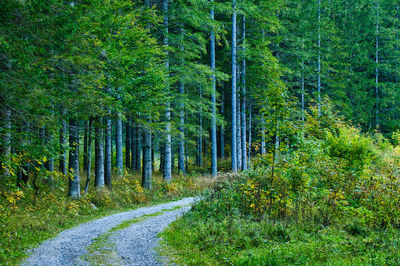 Road amidst trees in forest