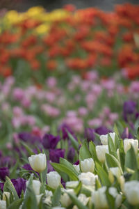 Close-up of fresh purple tulip flowers