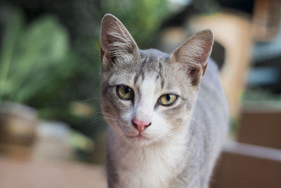 Close-up portrait of tabby cat outdoors