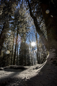 Sunlight streaming through trees in forest during winter