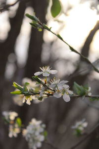 Close-up of purple flowering plant