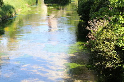 Reflection of trees in water