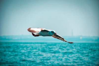 Seagull flying over sea