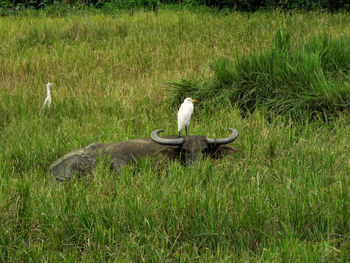 View of bird on grass