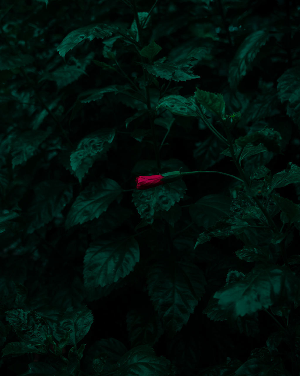 FULL FRAME SHOT OF FRESH GREEN PLANTS