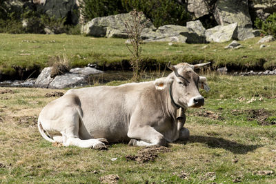 Cows in a field