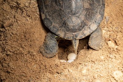 Close-up of a turtle